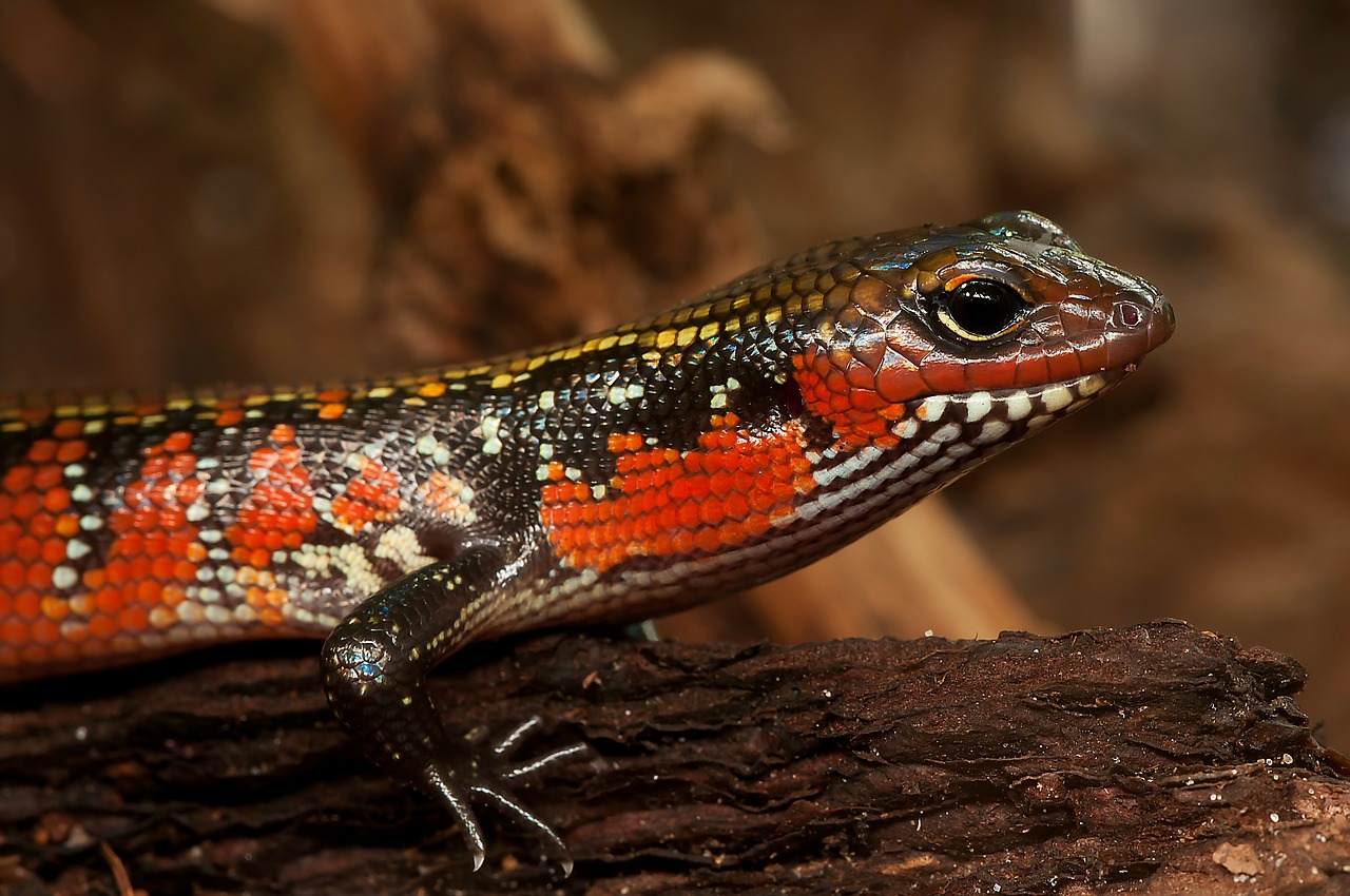 Didingumo Skink, Skink, Riopa Fernandi, Ropliai, Terariumas, Zoologijos Sodas, Skalė, Nemokamos Nuotraukos,  Nemokama Licenzija