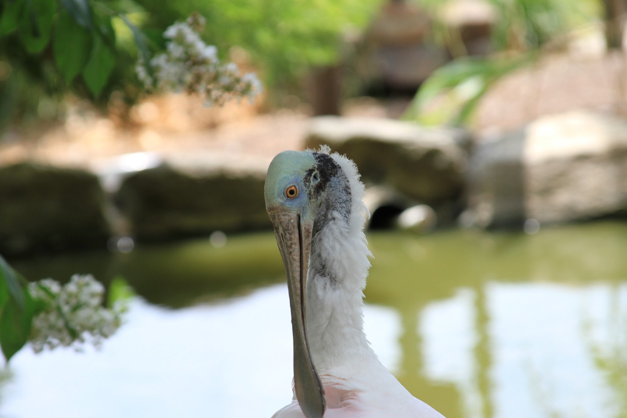 Spoonbill, Paukštis, Kranto Paukštis, Wader, Paukštis, Aves, Fauna, Avifauna, Nemokamos Nuotraukos,  Nemokama Licenzija