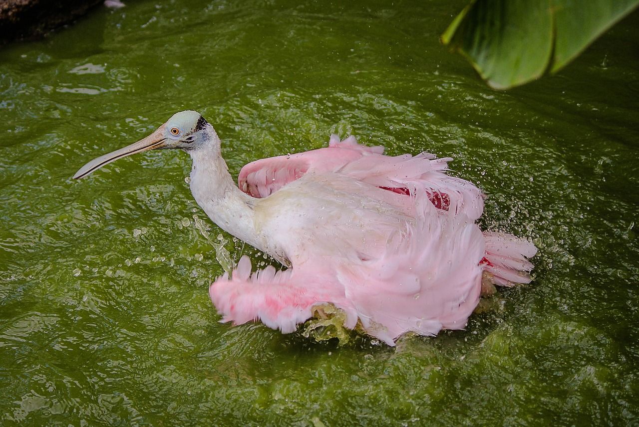 Spoonbill, Kranas, Rožinės Spalvos Spoonbill, Paukštis, Vandens Paukštis, Maudytis, Vonia, Nemokamos Nuotraukos,  Nemokama Licenzija