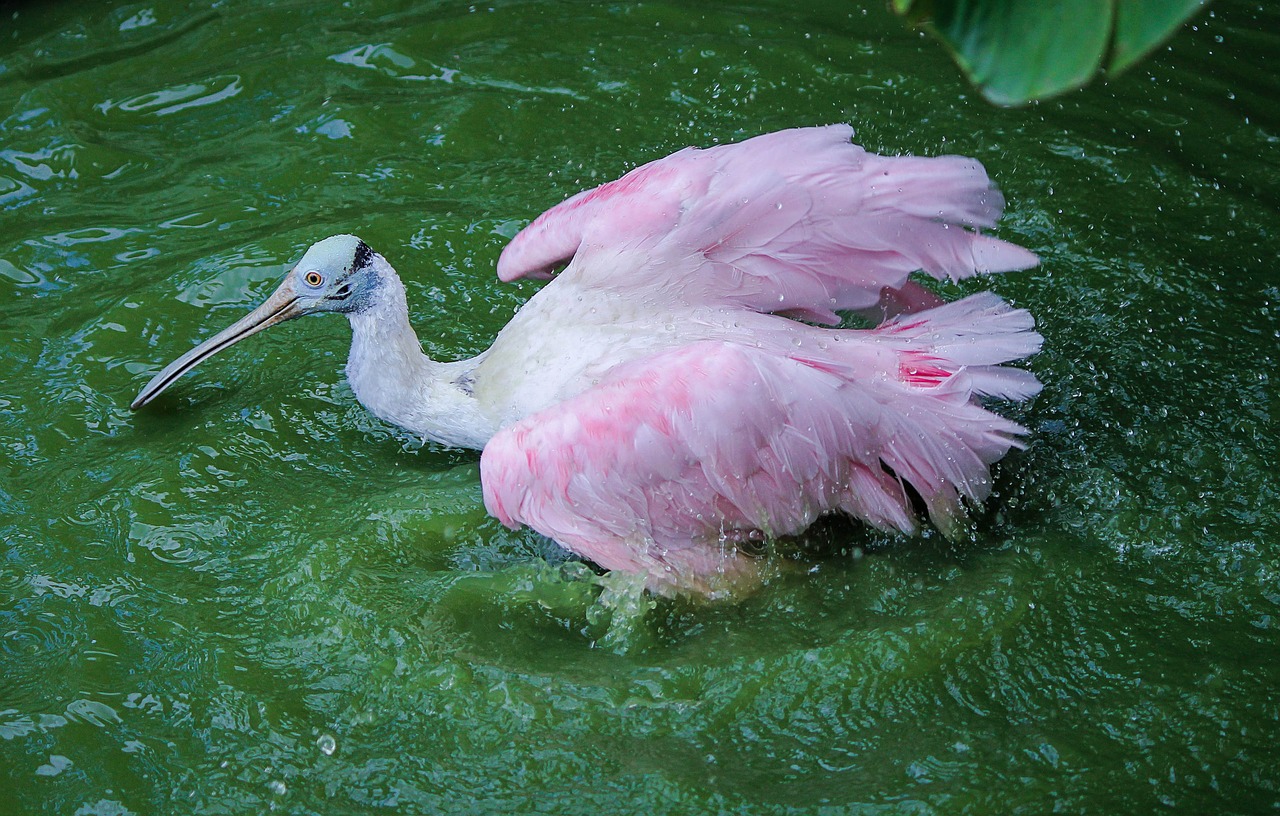 Spoonbill, Kranas, Rožinės Spalvos Spoonbill, Paukštis, Vandens Paukštis, Maudytis, Vonia, Nemokamos Nuotraukos,  Nemokama Licenzija