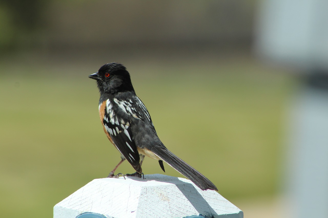 Pastebėtas, Towhee, Colorado, Nemokamos Nuotraukos,  Nemokama Licenzija