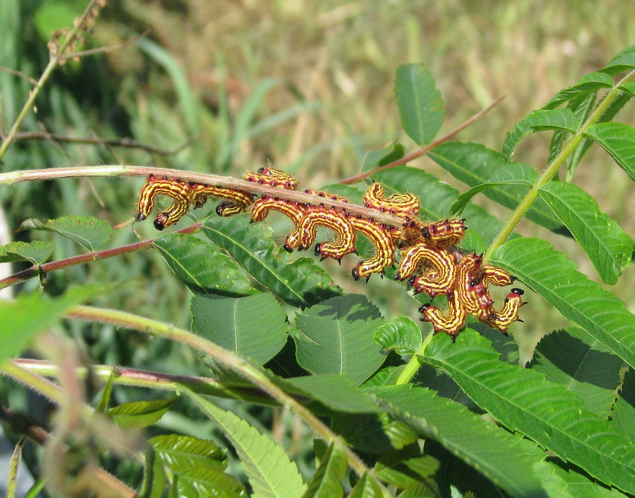 Pastebėtas Datana Moth, Šikšnosparniai, Datana Perspicua, Vikšrai, Moneymore, Ontarijas, Kanada, Nemokamos Nuotraukos,  Nemokama Licenzija