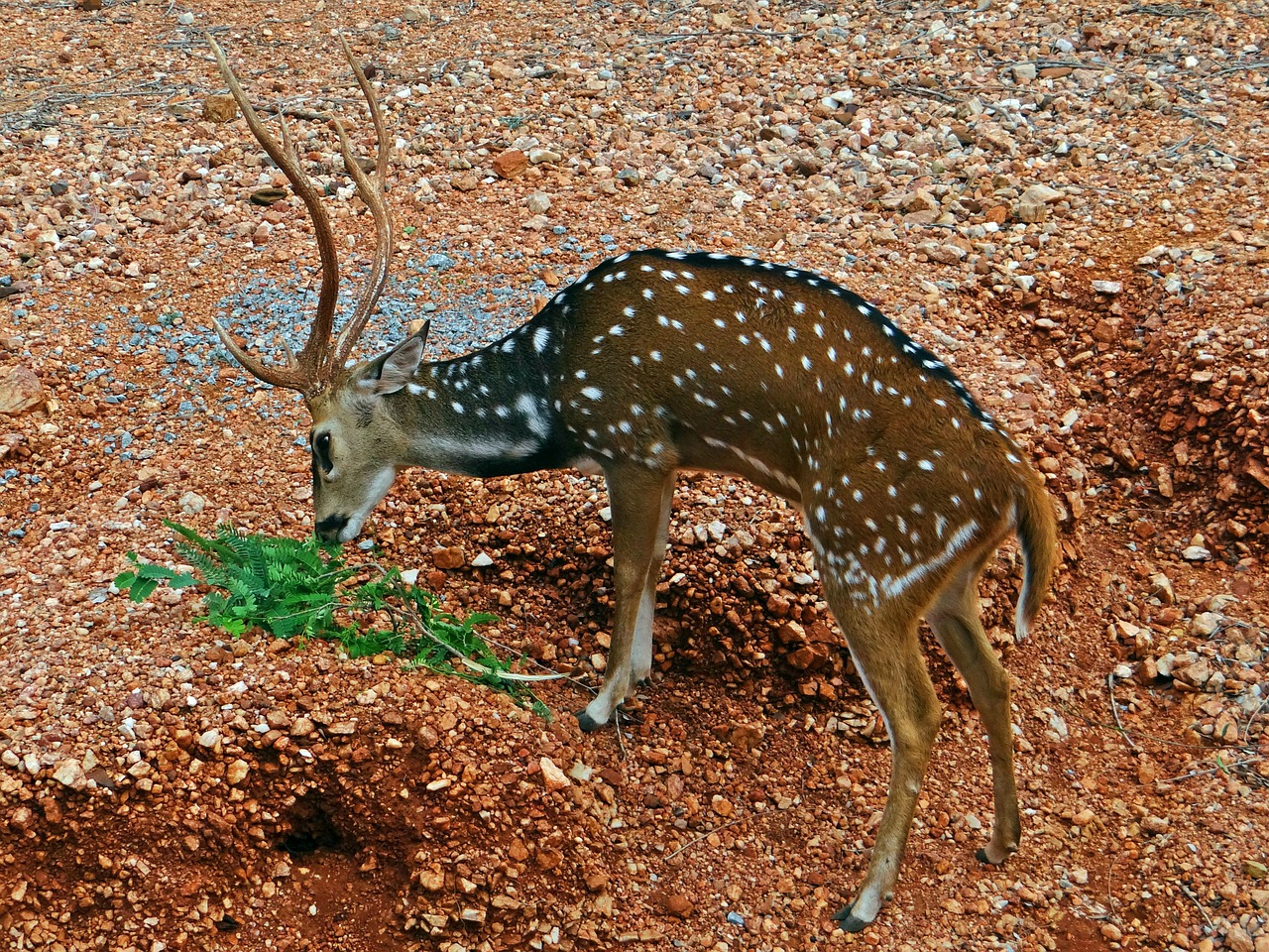 Dėmėtojo Elnias, Chital, Ketvirtasis, Gadag, Karnataka, Indija, Laukiniai, Šventė, Kelionė, Nemokamos Nuotraukos