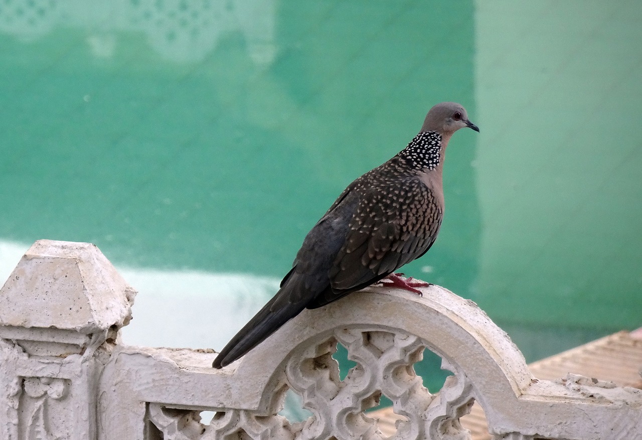 Matomas Balandis, Streptopelia Chinensis, Paukštis, Skristi, Sparnai, Plunksna, Laukinė Gamta, Snapas, Laukiniai, Laisvė