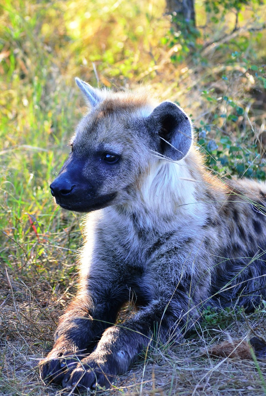 Dėmėtoji Hipena, Hyena, Afrika, Pietų Afrika, Laukinė Gamta, Pastebėtas, Gyvūnas, Žinduolis, Gamta, Safari