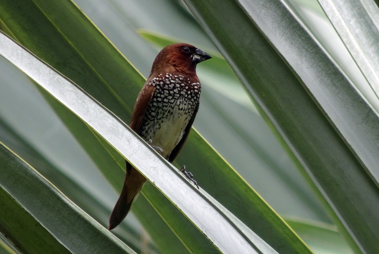 Dėmėtoji Munija, Paukštis, Žvynuotosios Munijos, Paukštis, Laukinė Gamta, Finch, Lonchura Punctulata, Fauna, Indija, Nemokamos Nuotraukos