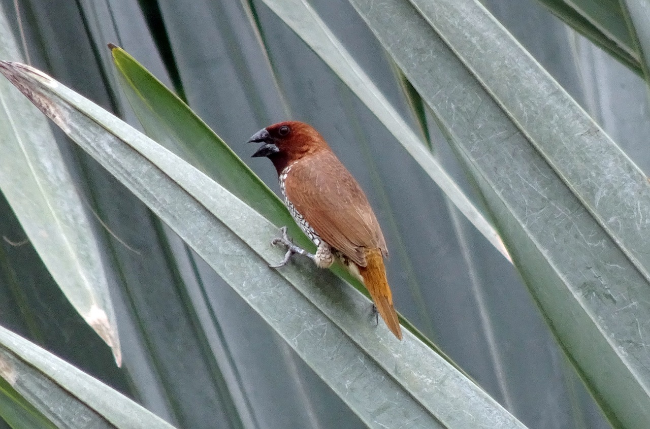 Dėmėtoji Munija, Paukštis, Žvynuotosios Munijos, Paukštis, Laukinė Gamta, Finch, Lonchura Punctulata, Fauna, Indija, Nemokamos Nuotraukos