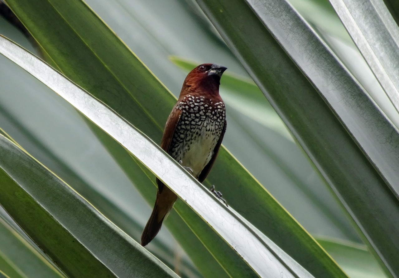 Dėmėtoji Munija, Paukštis, Žvynuotosios Munijos, Paukštis, Laukinė Gamta, Finch, Lonchura Punctulata, Fauna, Indija, Nemokamos Nuotraukos