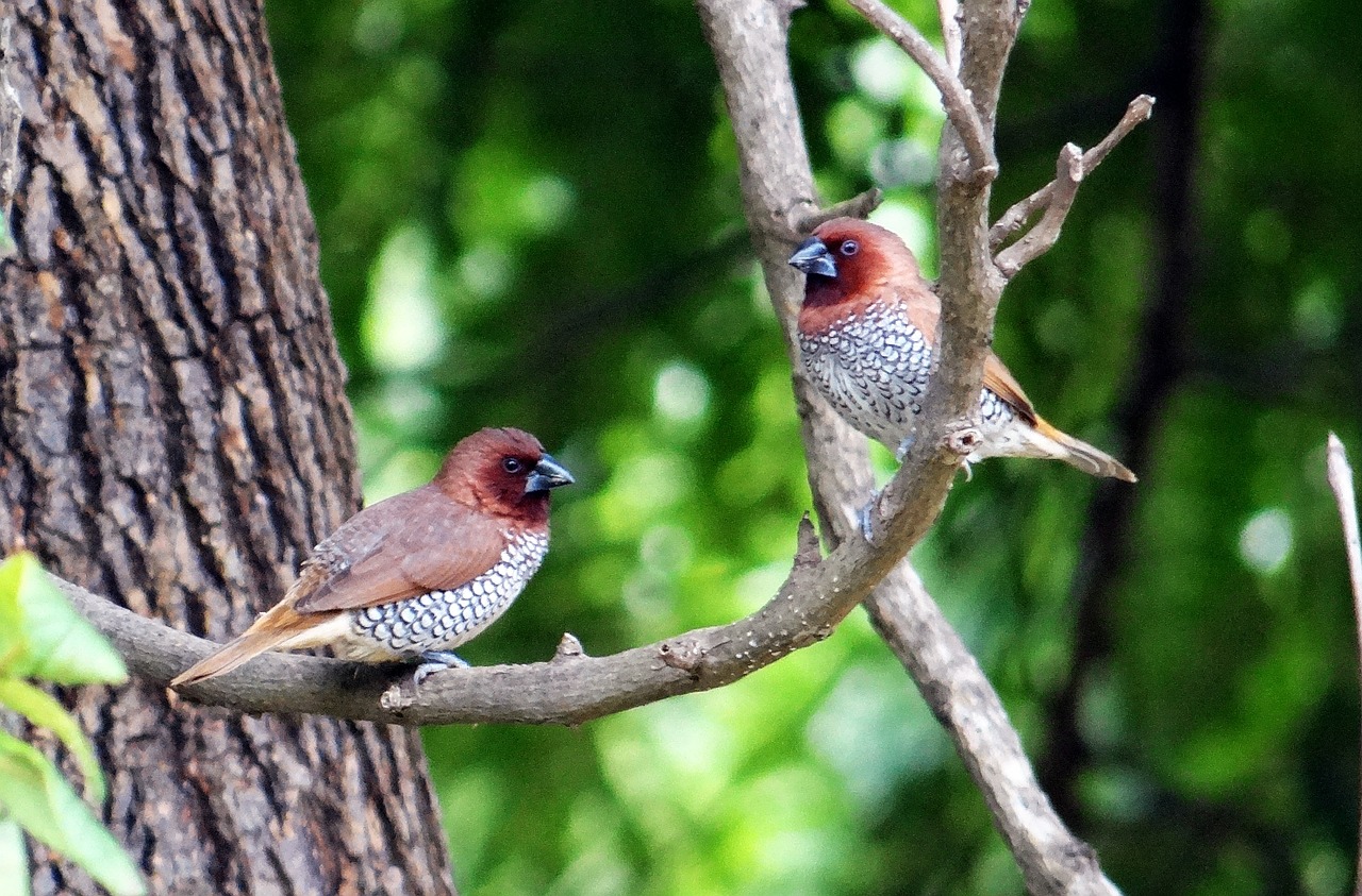 Dėmėtoji Munija, Žvynuotosios Munijos, Lonchura Punctulata, Paukštis, Fauna, Indija, Nemokamos Nuotraukos,  Nemokama Licenzija