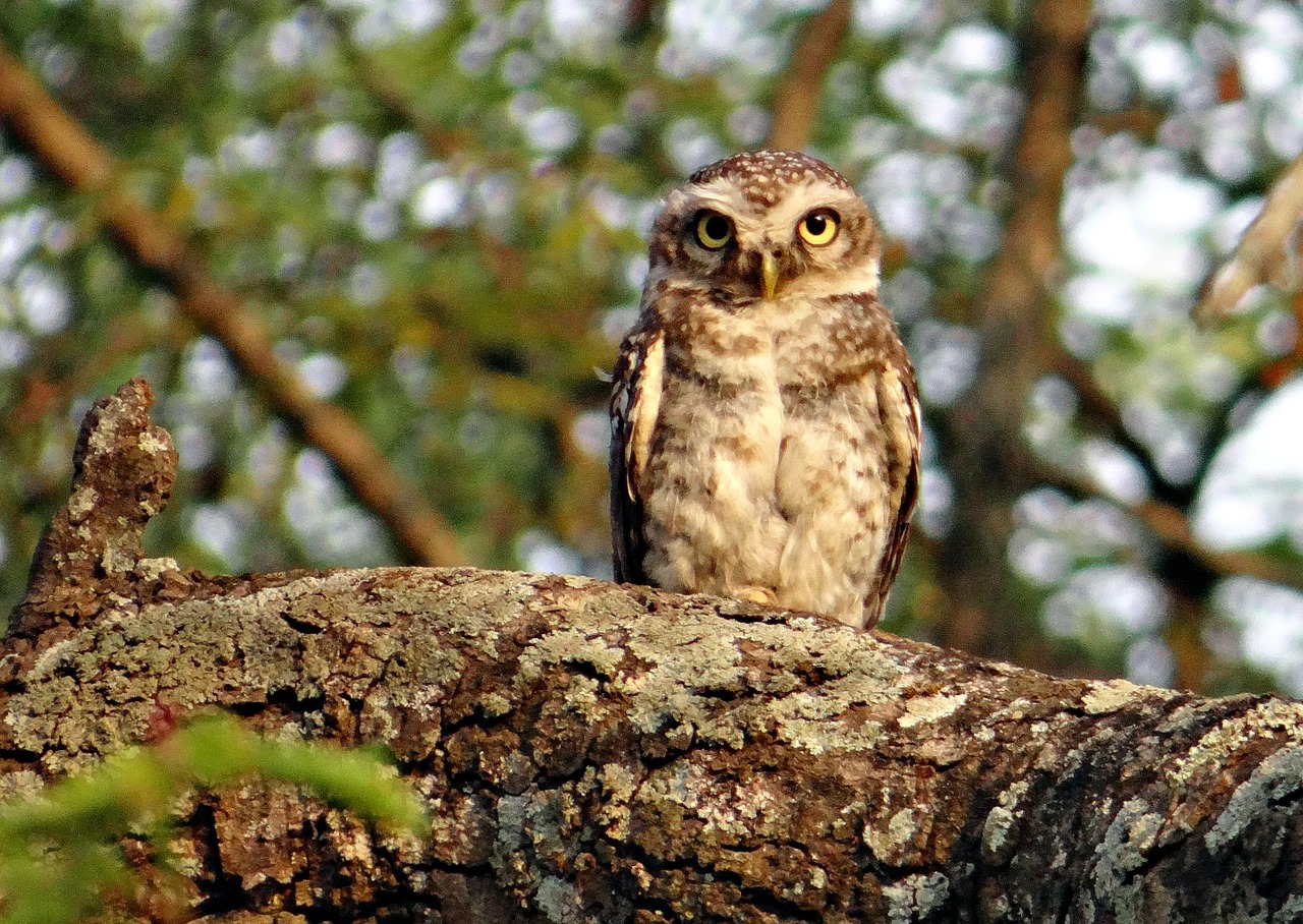 Dėmėtoji Owlet, Atėne Brama, Paukštis, Pelėdos, Naktinis, Plėšrūnas, Medžiotojas, Indija, Nemokamos Nuotraukos,  Nemokama Licenzija