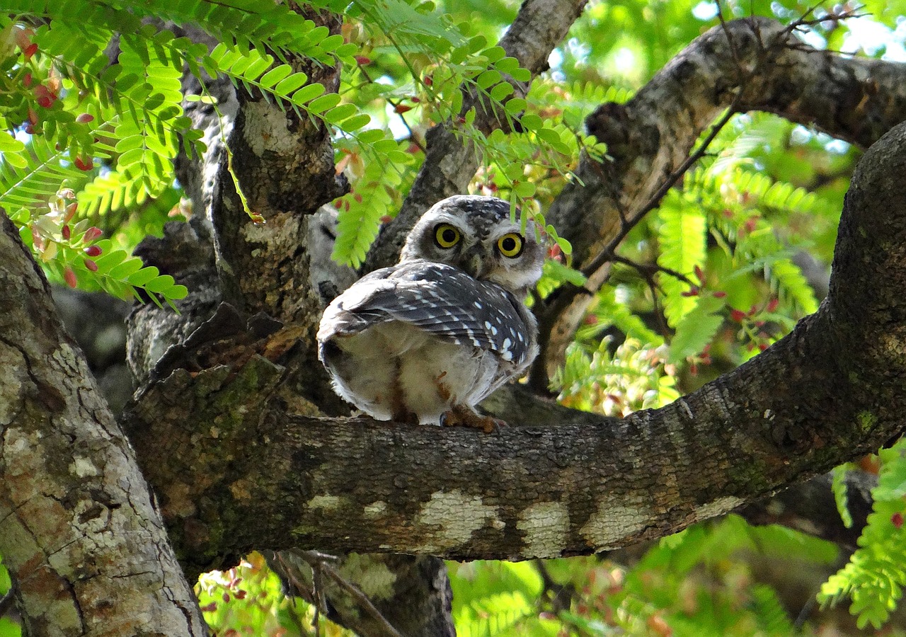 Dėmėtoji Owlet, Pelėdos, Atėne Brama, Paukštis, Naktinis, Plėšrūnas, Medžiotojas, Indija, Nemokamos Nuotraukos,  Nemokama Licenzija