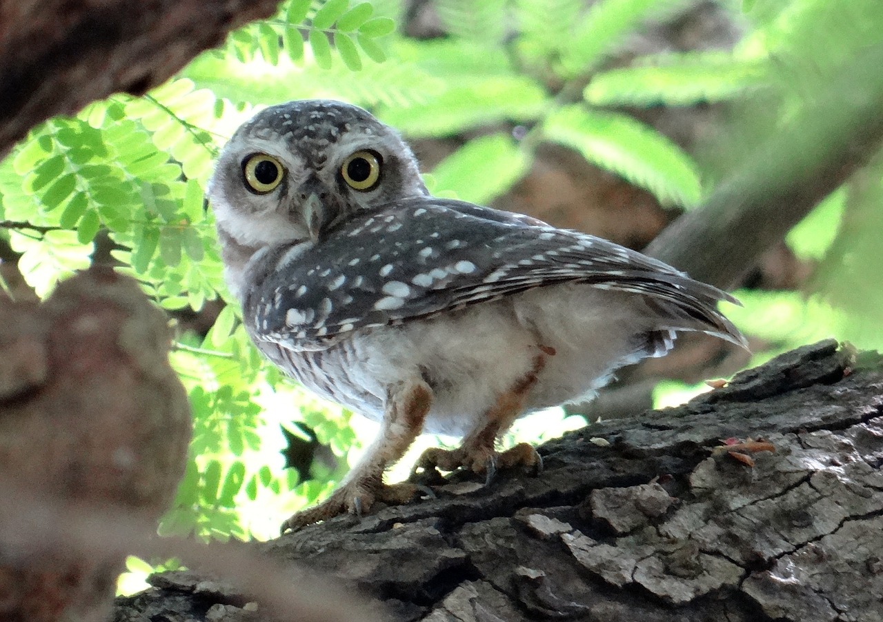 Dėmėtoji Owlet, Pelėdos, Atėne Brama, Paukštis, Naktinis, Plėšrūnas, Medžiotojas, Indija, Nemokamos Nuotraukos,  Nemokama Licenzija