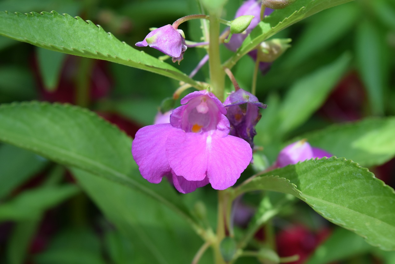 Dėmėtoji Snapweed, Gėlė, Impatiens Balsamina, Nemokamos Nuotraukos,  Nemokama Licenzija