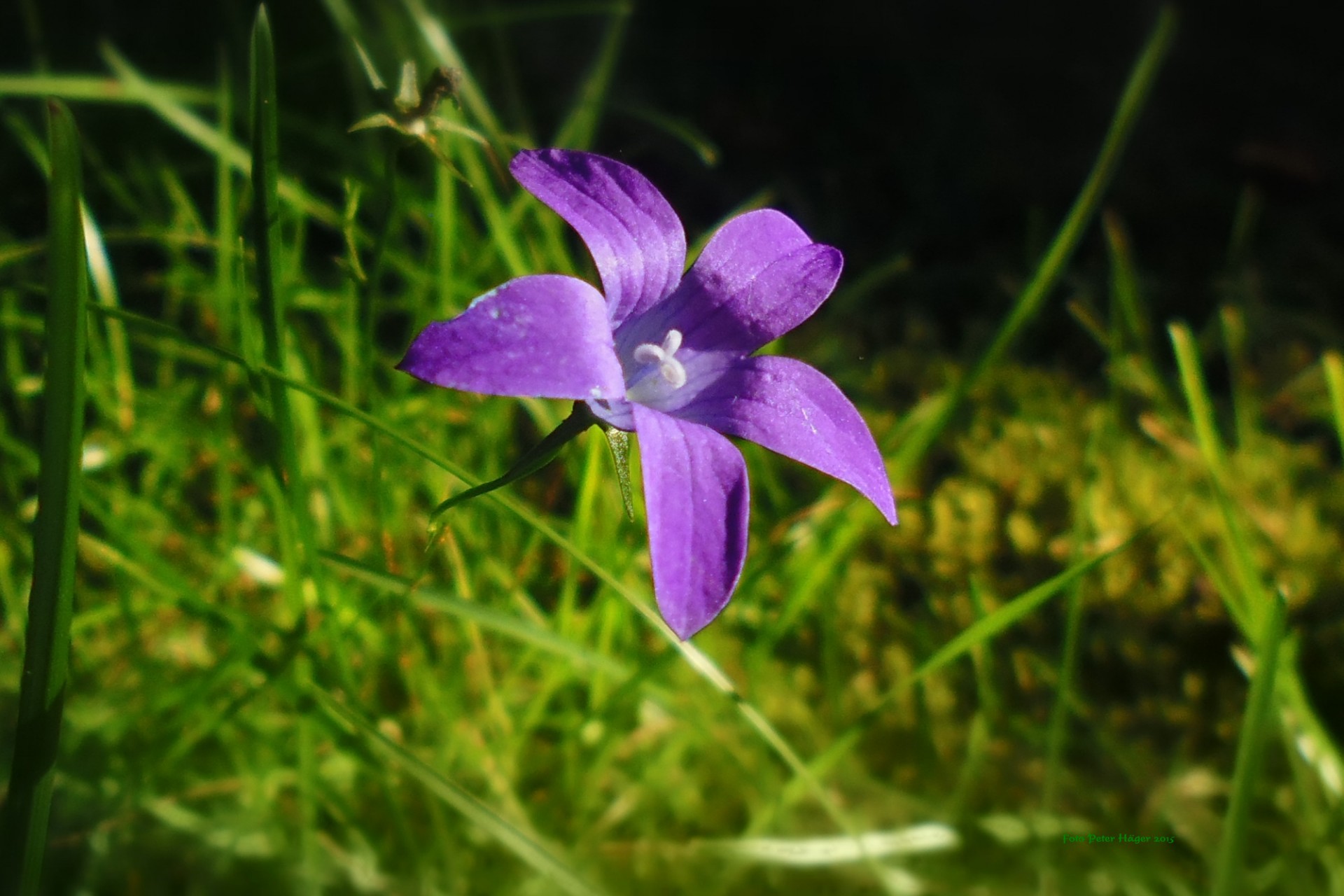 Gėlės,  Gėlė,  Violetinė,  Skleidžiamas Varpinas, Nemokamos Nuotraukos,  Nemokama Licenzija