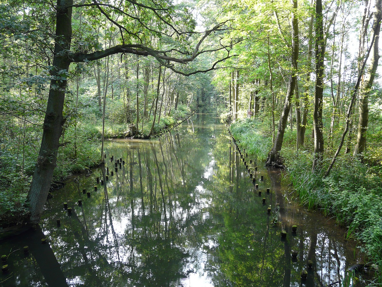 Spreewald, Biosferos Rezervatas, Idilija, Miškas, Vasara, Kraštovaizdis, Upė, Nuotaika, Medžiai, Vanduo