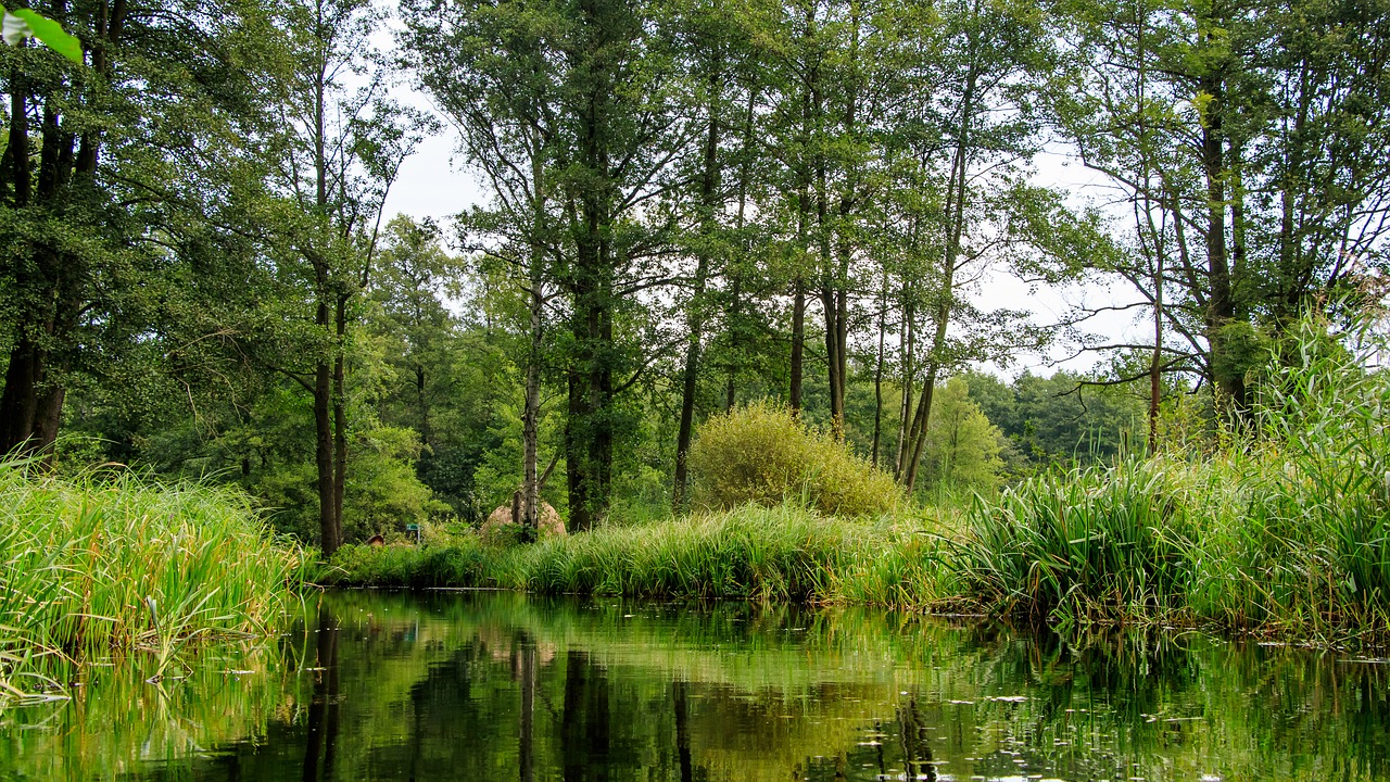 Spreewald, Kanalai, Gylis, Medžiai, Šurprizas, Kraštovaizdis, Miškas, Upė, Vanduo, Lübbenau