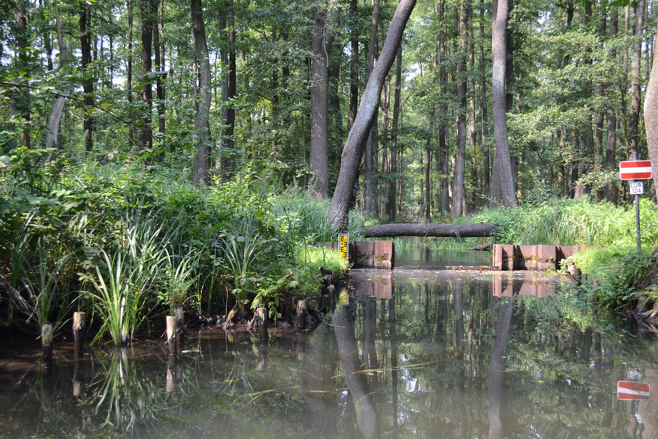 Spreewald, Lausitz, Šurprizas, Upė, Upės, Paviršius, Nemokamos Nuotraukos,  Nemokama Licenzija