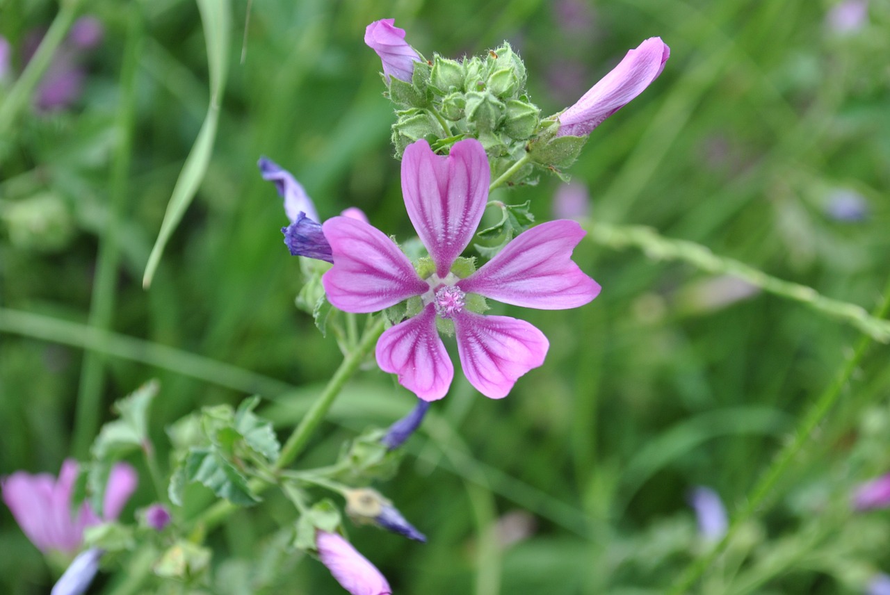 Lavatera Cretica Syn Malva, Pavasaris, Gėlių, Gamta, Pavasario Gėlė, Žiedlapis, Spalvinga, Spalva, Sezoninis, Sodas