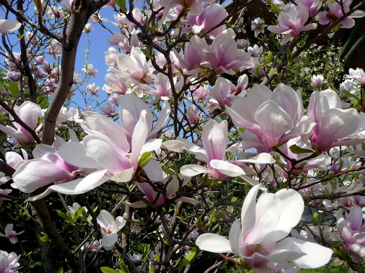 Pavasaris, Tulpių Medis, Magnolija, Mediena, Žydi, Gėlių, Pavasarinis Žydėjimas, Blyškiai Rožinė, Magnolijos Gėlė, Gėlės