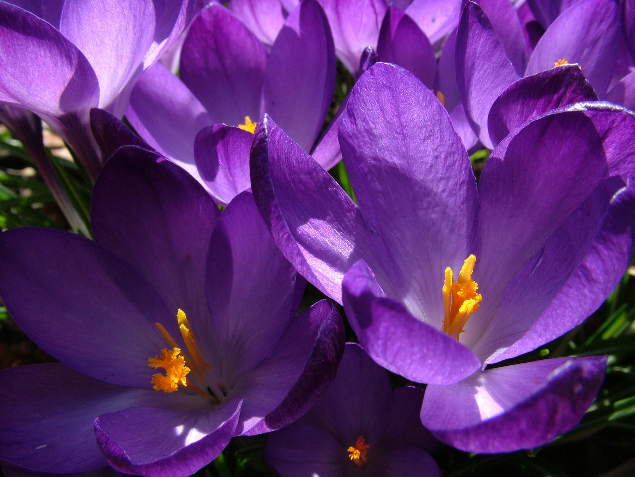 Pavasaris, Crocus, Violetinė, Gėlė, Augalas, Violetinė, Nemokamos Nuotraukos,  Nemokama Licenzija