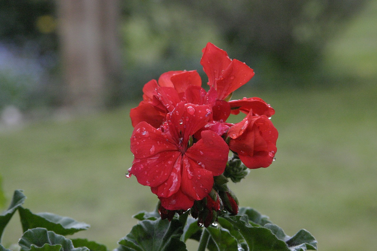 Pavasaris, Viešas Įrašas, Flora, Lietus, Liūtys, Gėlės, Saulė, Lapai, Liudijimas, Rainstorm