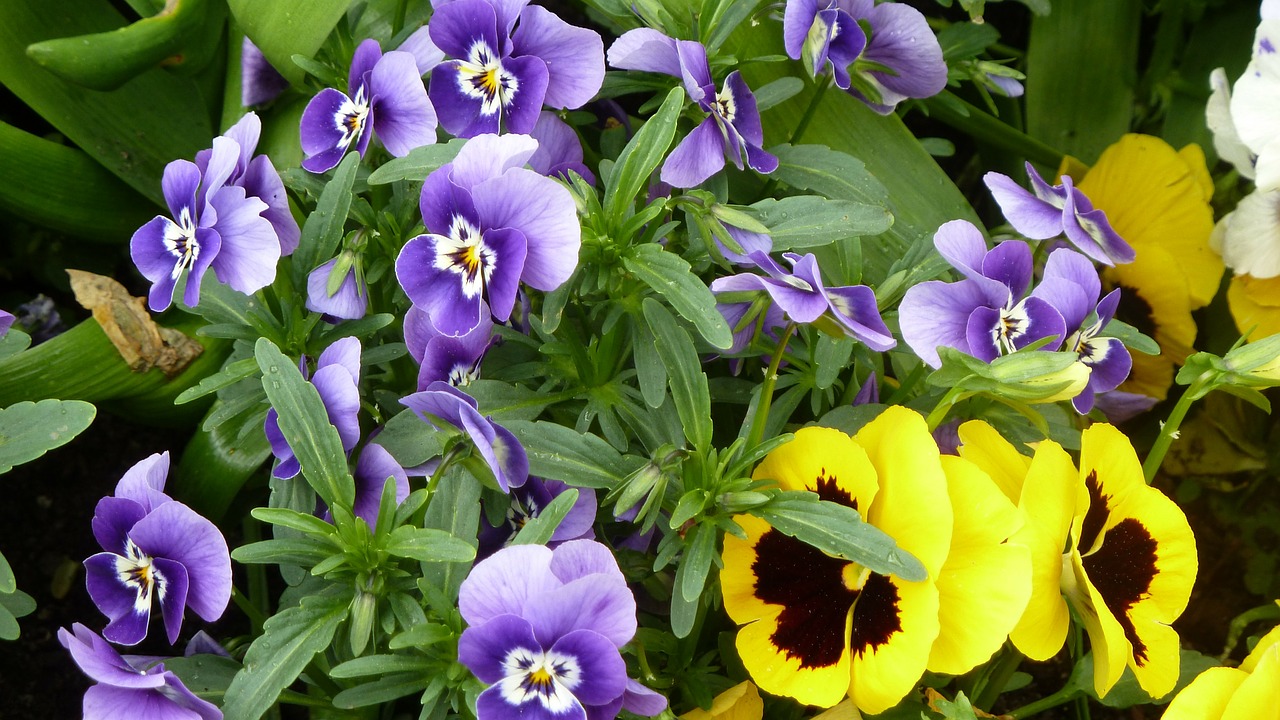 Pavasaris, Spalvinga, Violaceae, Pansy, Gėlės, Nemokamos Nuotraukos,  Nemokama Licenzija