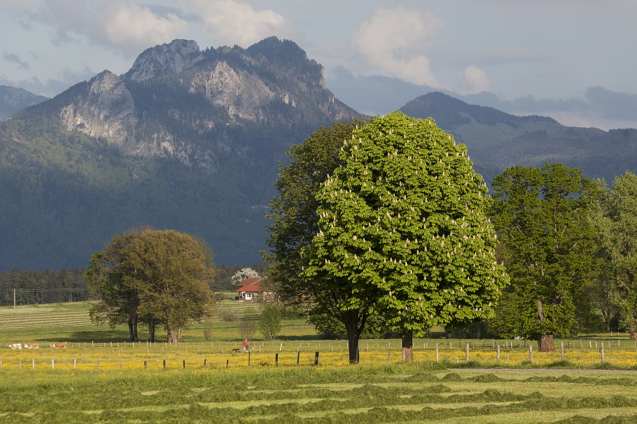 Pavasaris, Saulės Šviesa, Gegužė, Kalnai, Medžiai, Gamta, Kraštovaizdis, Žalias, Pieva, Kiaulpienė