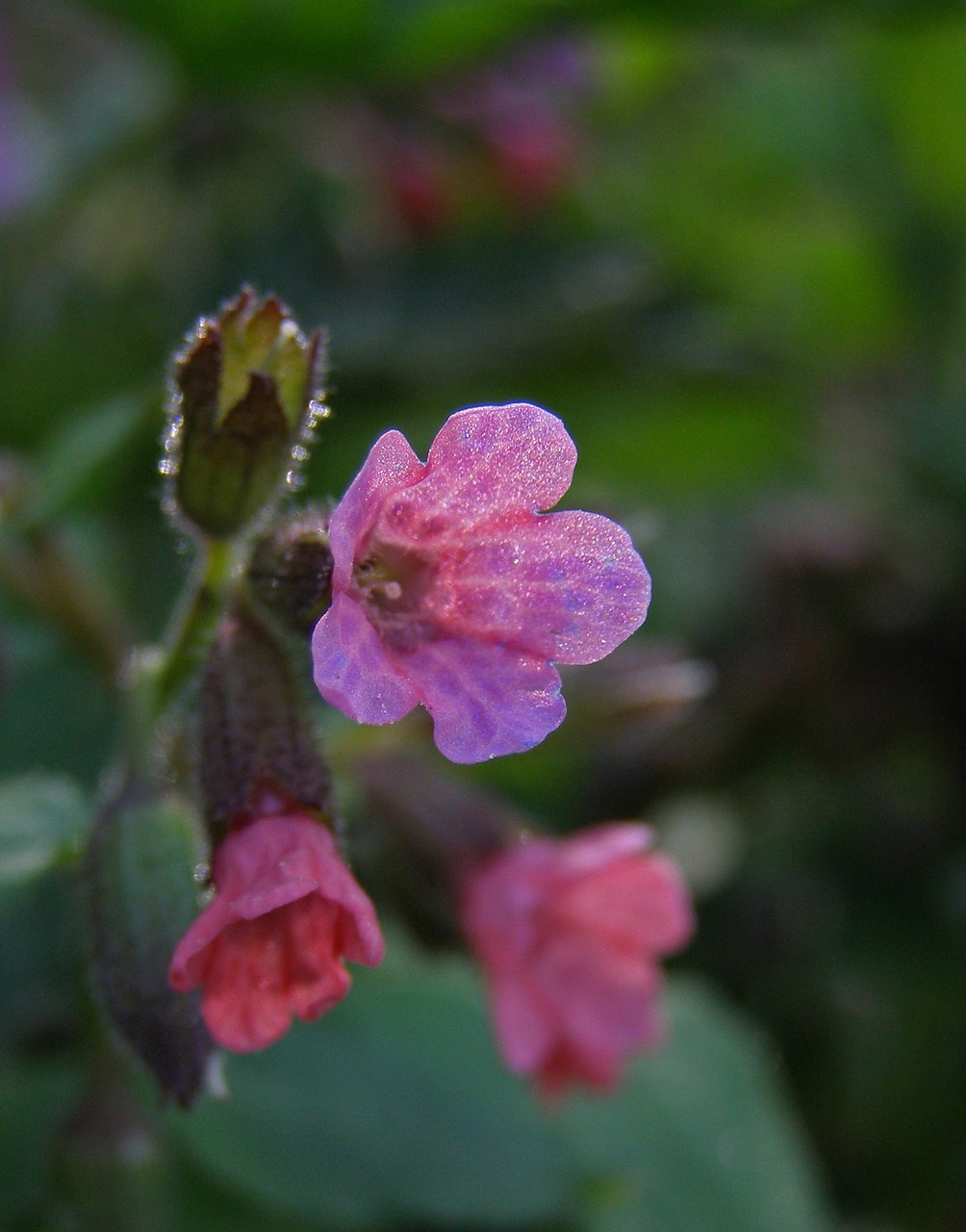 Pavasaris, Gėlių Laukas, Rožinė Gėlė, Pulmona Officinalis Melas, Plaučių Uždegimas, Flora, Gamta, Nemokamos Nuotraukos,  Nemokama Licenzija