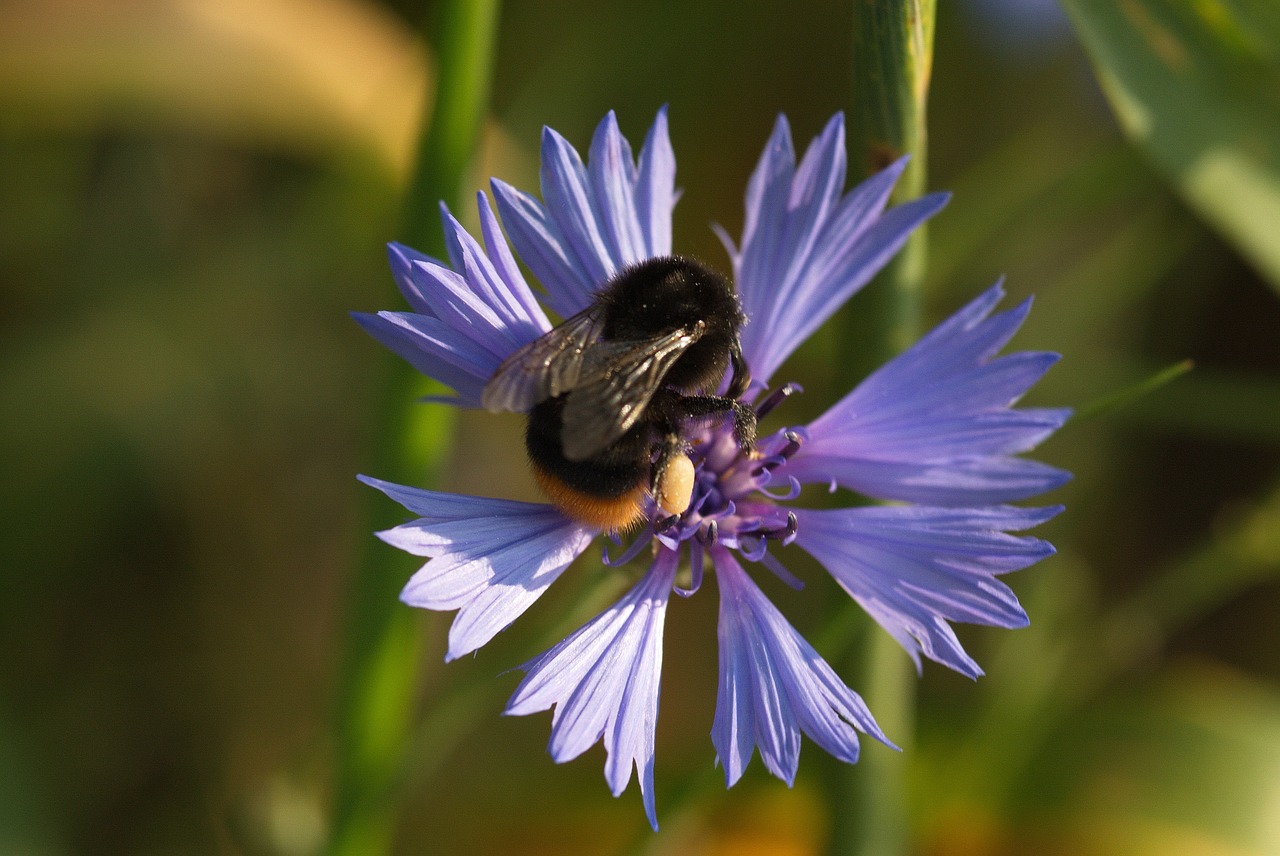 Pavasaris, Purpurinė Gėlė, Makro, Bičių, Bitė Ant Gėlių, Vabzdys, Apdulkinimas, Nemokamos Nuotraukos,  Nemokama Licenzija