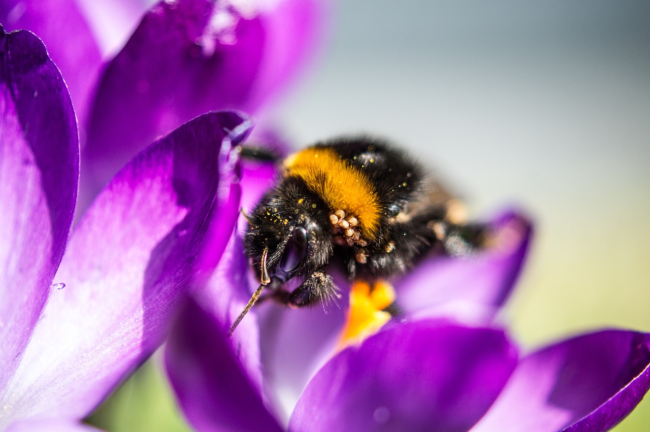 Pavasaris, Surinkti, Gyvūnai, Hummel, Žiedas, Žydėti, Crocus, Žiedadulkės, Nemokamos Nuotraukos,  Nemokama Licenzija