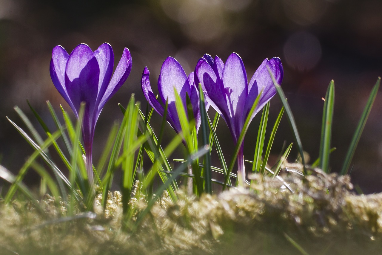 Pavasaris, Crocus, Schwertliliengewaechs, Pavasario Krokusas, Gėlė, Žiedas, Žydėti, Flora, Žydėti, Gamta