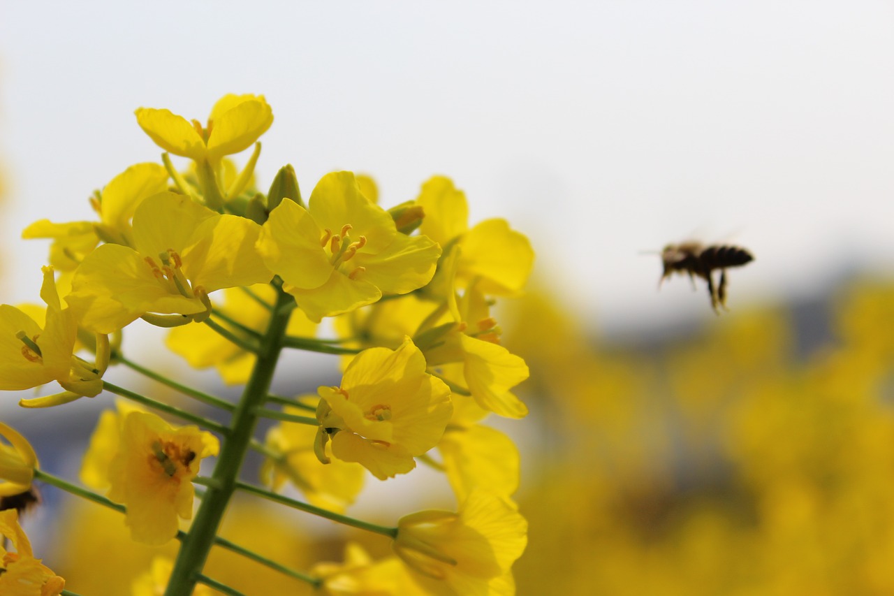 Pavasaris, Augalas, Išžaginimas, Bičių, Nemokamos Nuotraukos,  Nemokama Licenzija