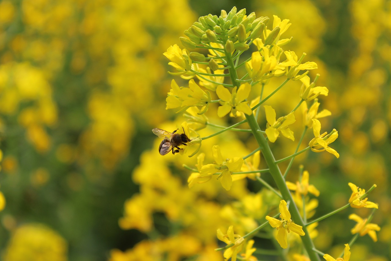 Pavasaris, Augalas, Išžaginimas, Bičių, Nemokamos Nuotraukos,  Nemokama Licenzija