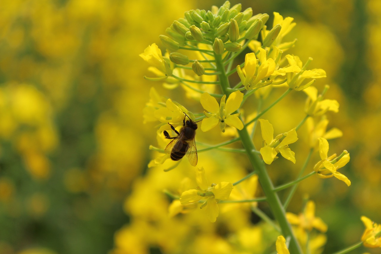 Pavasaris, Augalas, Išžaginimas, Bičių, Nemokamos Nuotraukos,  Nemokama Licenzija