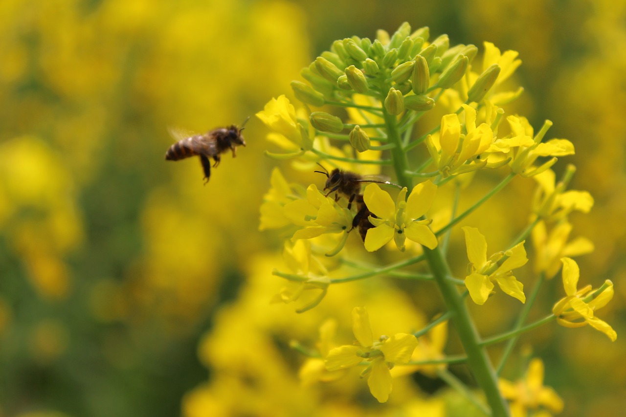 Pavasaris, Augalas, Išžaginimas, Bičių, Nemokamos Nuotraukos,  Nemokama Licenzija