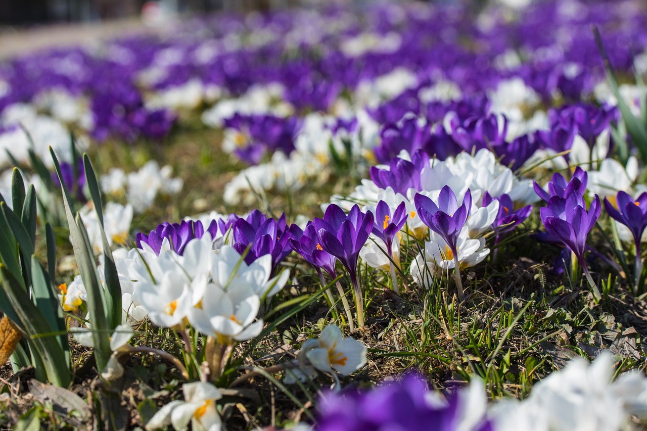 Pavasaris, Crocus, Violetinė, Augalas, Gėlės, Violetinė, Žydėti, Pilnai Žydėti, Pavasario Požymiai, Pieva