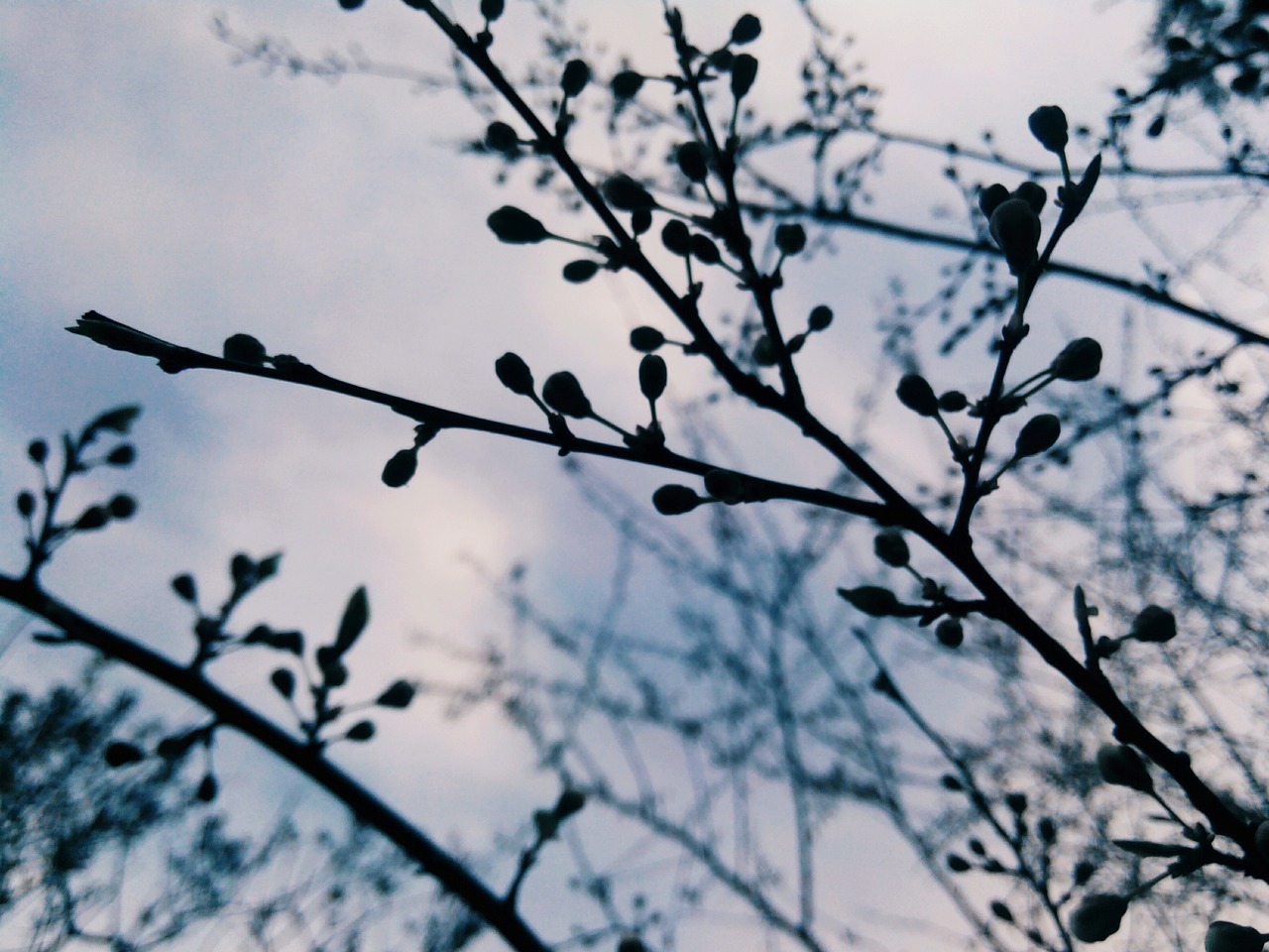 Pavasaris, Žydėti, Gėlės, Medžiai, Gamta, Sodas, Medis, Gėlė, Sakura, Iš Arti