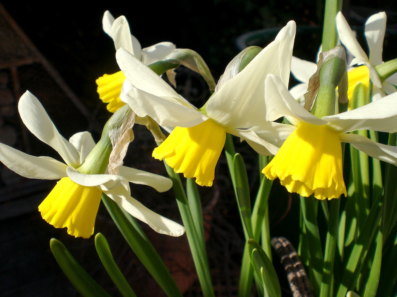 Pavasaris, Narcizas, Geltona, Gėlė, Daffodil, Žiedas, Žydėti, Gamta, Augalas, Geltona Gėlė