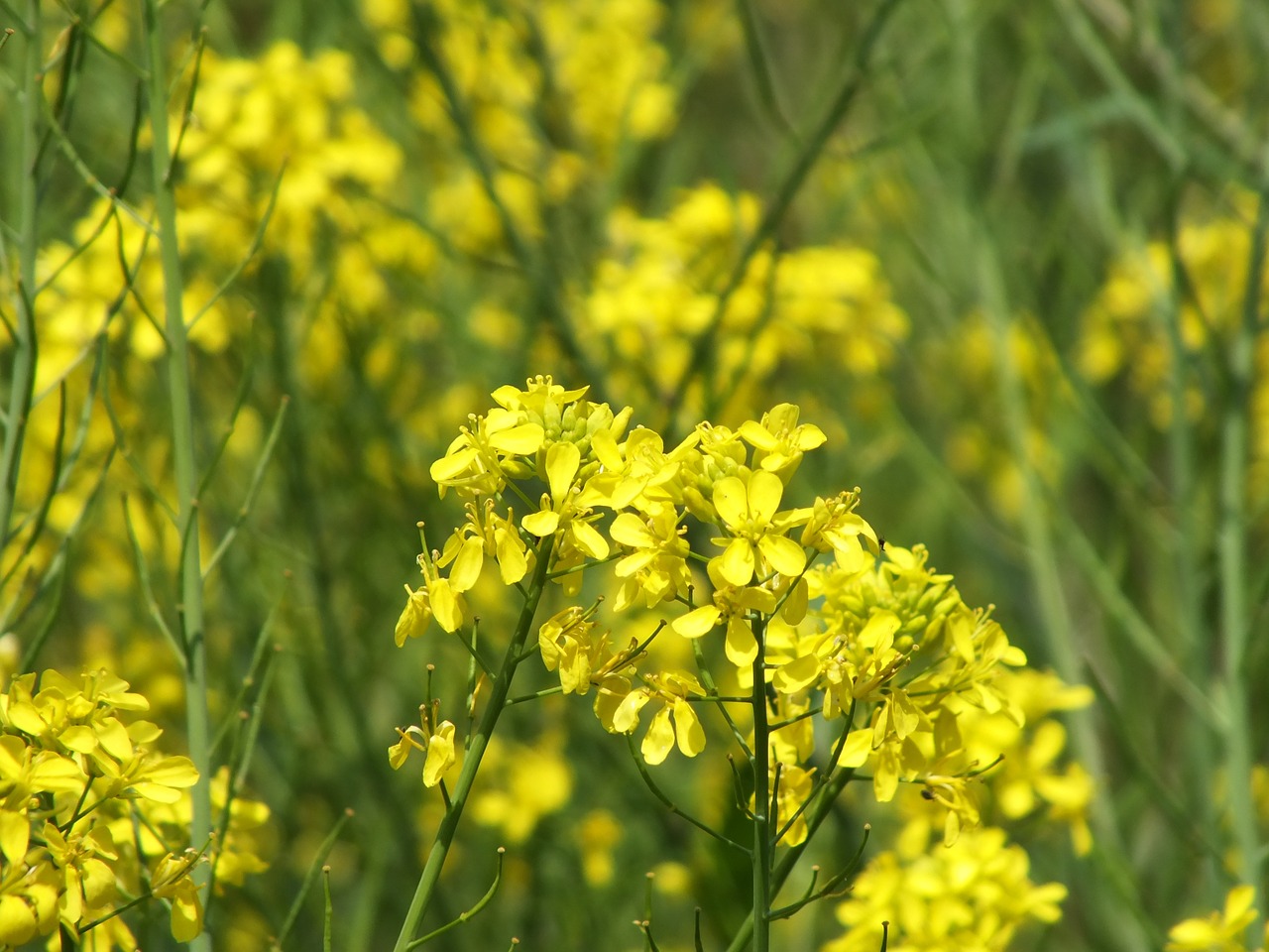 Pavasaris, Rapsų Žiedai, Huan, Pavasario Gėlės, Nemokamos Nuotraukos,  Nemokama Licenzija