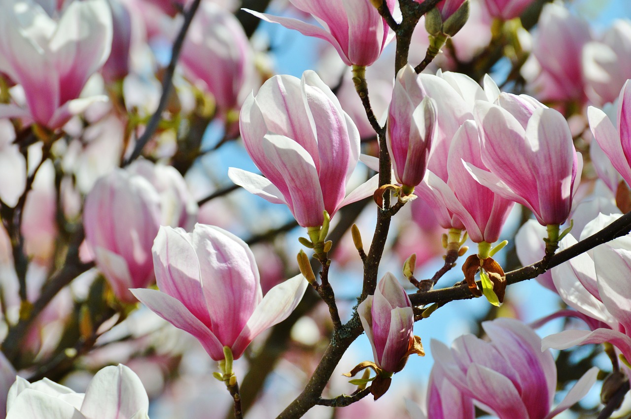 Magnolija, Pavasaris, Gėlės, Medis, Pilnai Žydėti, Gamta, Nemokamos Nuotraukos,  Nemokama Licenzija