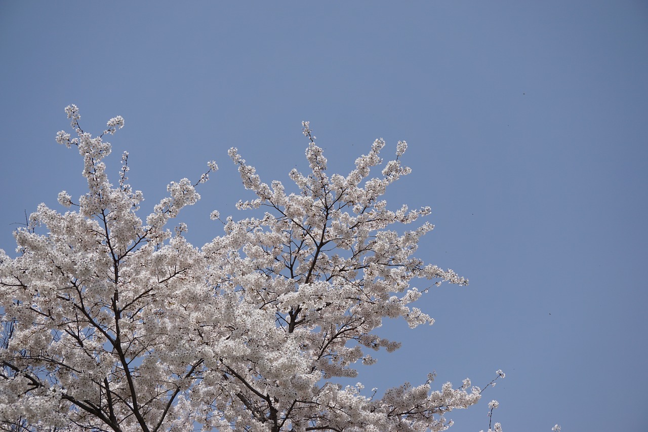 Pavasaris, Vyšnių Žiedas, Vyšnios Medis, Sakura, Dangus, Mėlynas Dangus, Balta Gėlė, Pavasario Gėlės, Nemokamos Nuotraukos,  Nemokama Licenzija