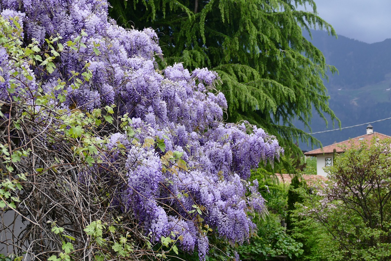 Pavasaris, Gėlės, Violetinė, Violetinė, Žydėti, Gamta, Nemokamos Nuotraukos,  Nemokama Licenzija