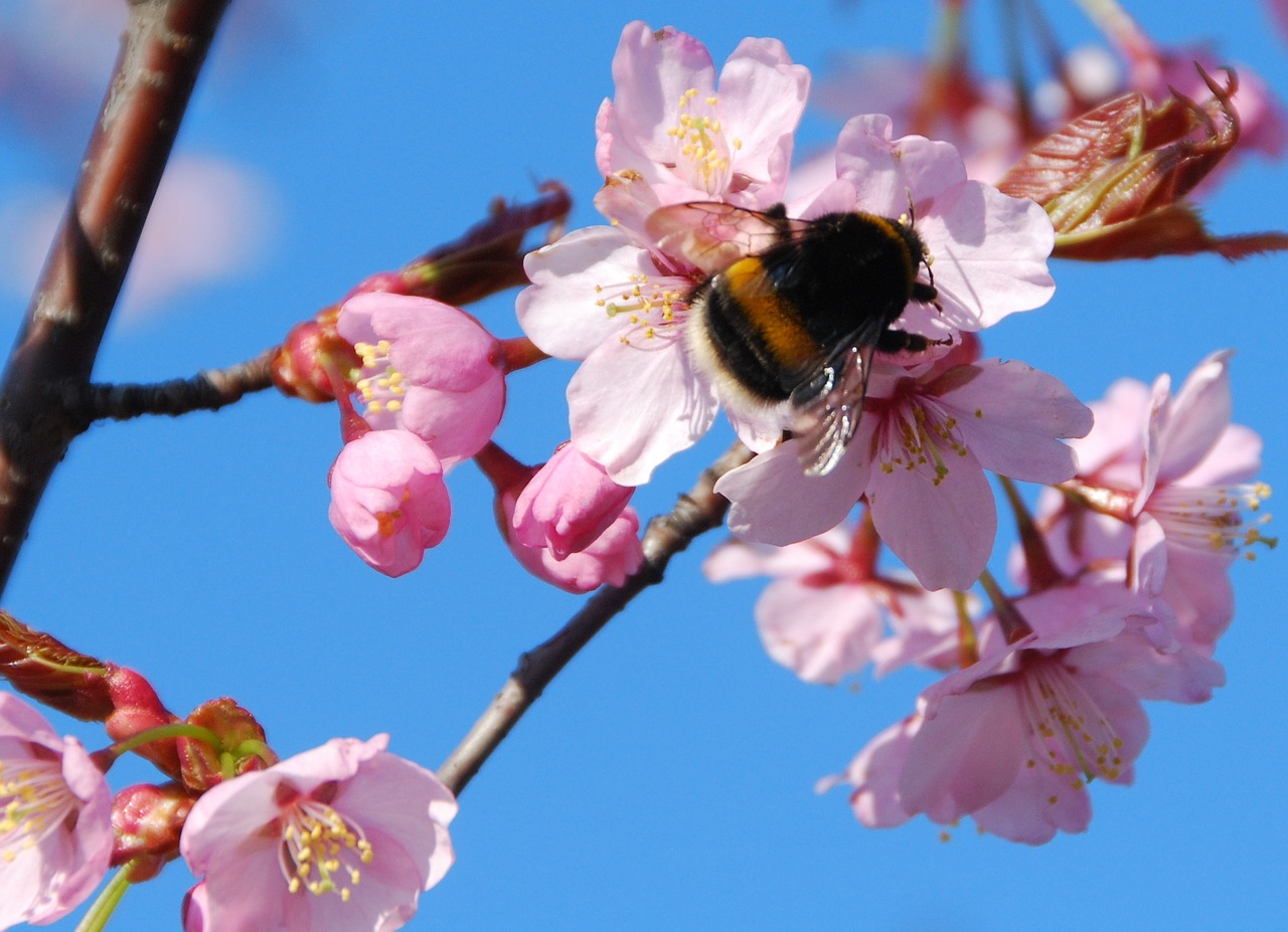 Pavasaris, Sakura, Žydėti, Kamanė, Vyšnių Žiedas, Žiedas, Rožinis, Gamta, Nemokamos Nuotraukos,  Nemokama Licenzija