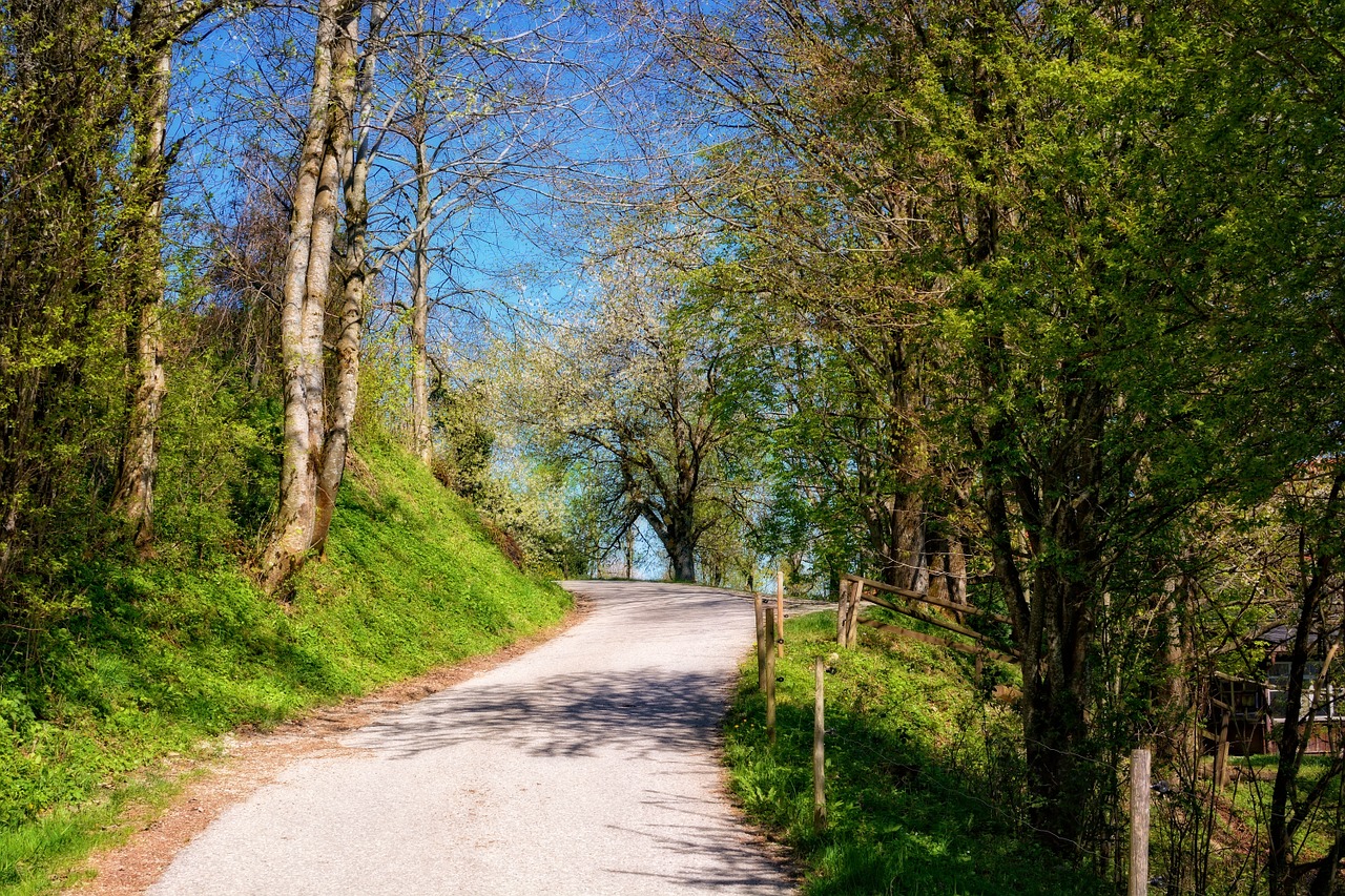 Pavasaris, Kelias, Toli, Miškas, Gamtos Takas, Gamta, Medžiai, Asfaltas, Nemokamos Nuotraukos,  Nemokama Licenzija