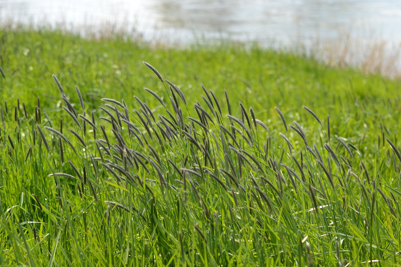 Pavasaris, Žolės, Riverside, Kraštovaizdis, Nemokamos Nuotraukos,  Nemokama Licenzija