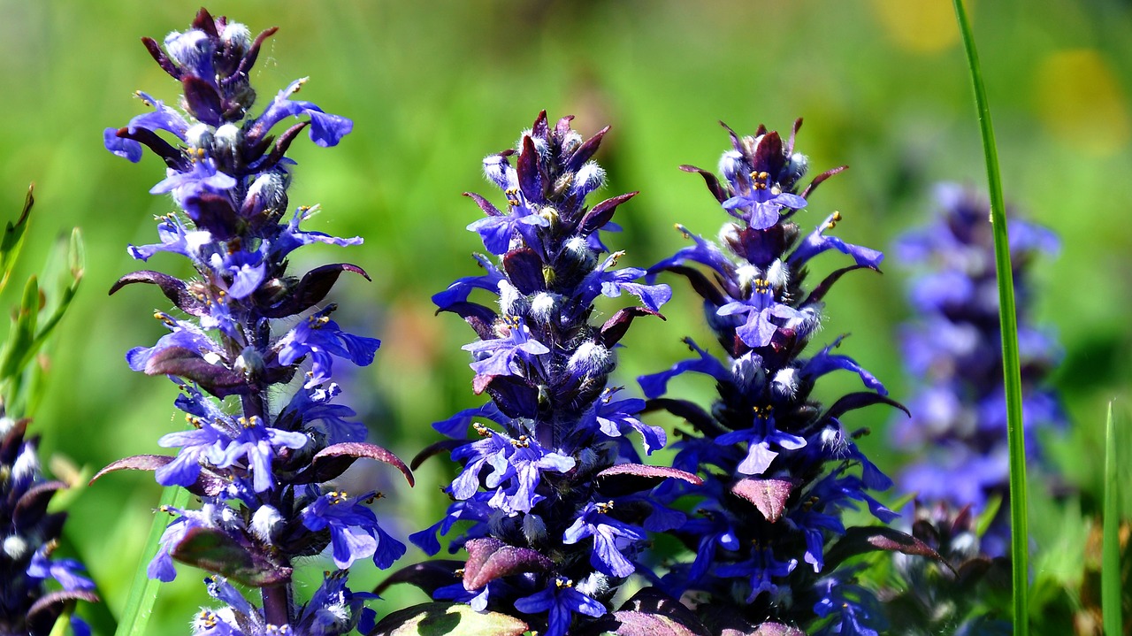 Pavasaris, Wildflower, Pievos Gėlė, Mėlyna Gėlė, Nemokamos Nuotraukos,  Nemokama Licenzija