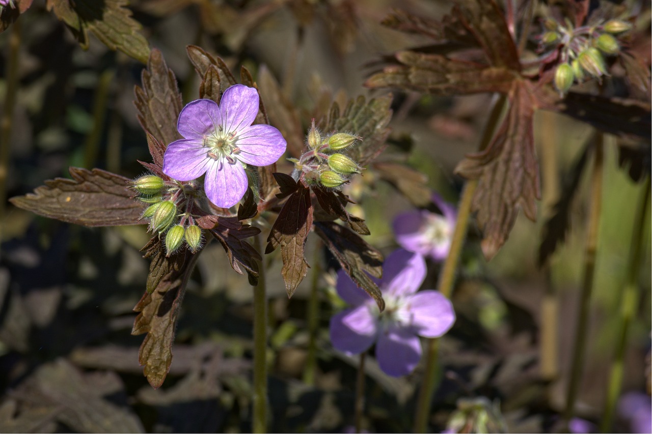 Pavasaris, Cranebill, Flora, Gamta, Gėlės, Žiedlapiai, Violetinė, Pavasario Gėlė, Žydėti, Žiedlapis