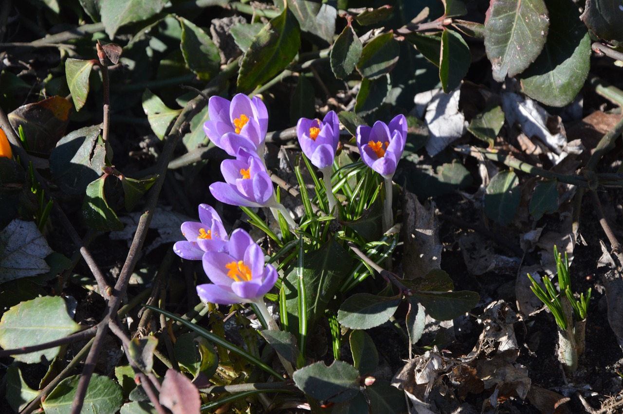 Pavasaris, Crocus, Gėlės, Gamta, Gėlė, Violetinė, Žydi, Nemokamos Nuotraukos,  Nemokama Licenzija