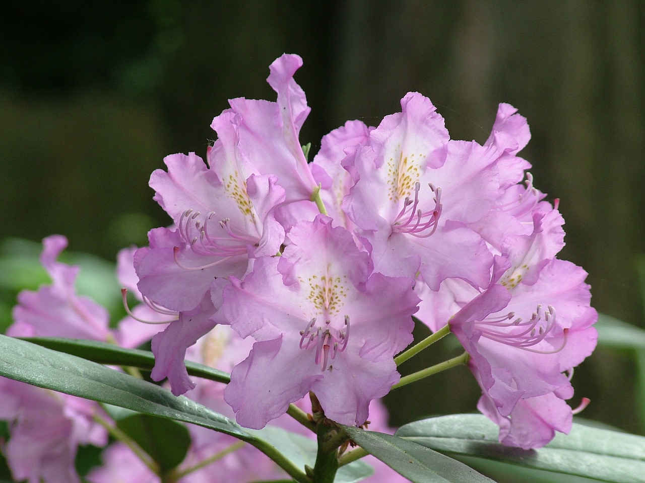 Pavasaris, Gėlės, Rododendras, Žiedas, Žydėti, Nemokamos Nuotraukos,  Nemokama Licenzija