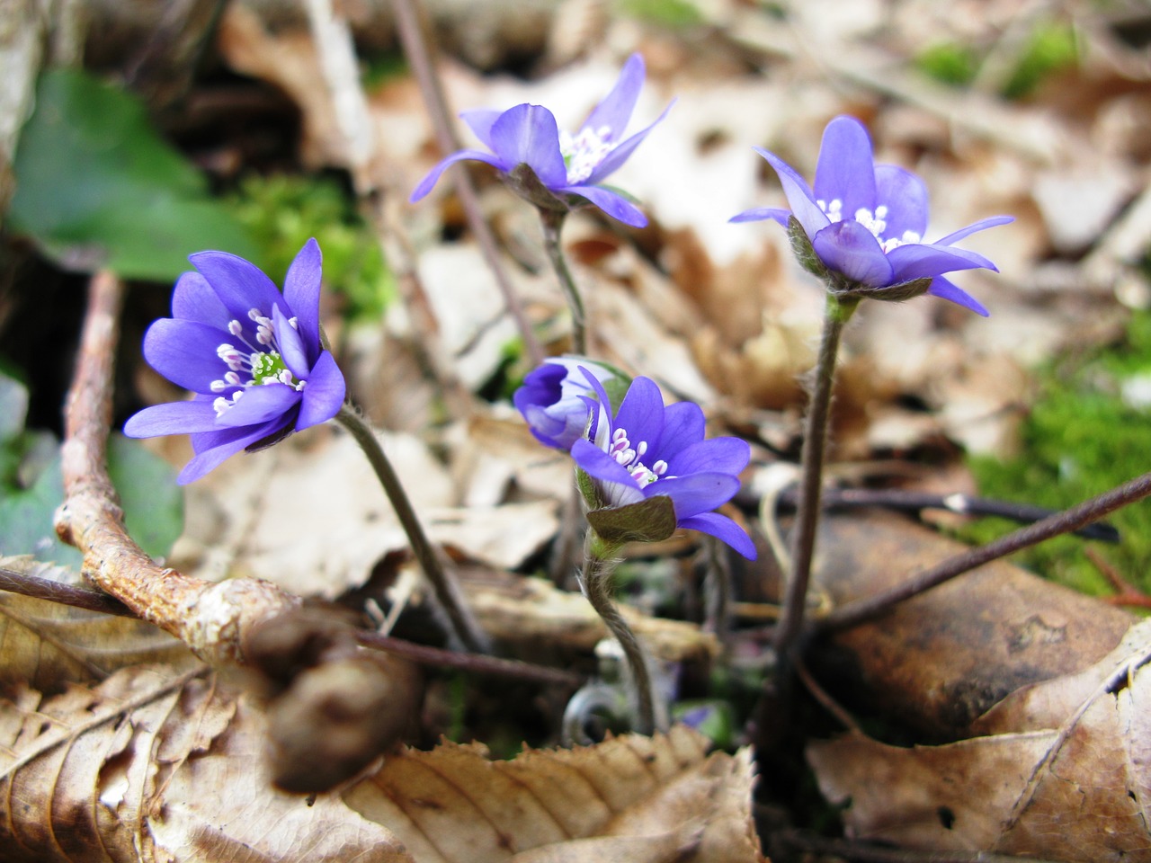 Pavasaris, Gėlės, Hepatica Nobilis, Podléška, Gamta, Gėlė, Spalvos, Žalias, Žolė, Žiedadulkės